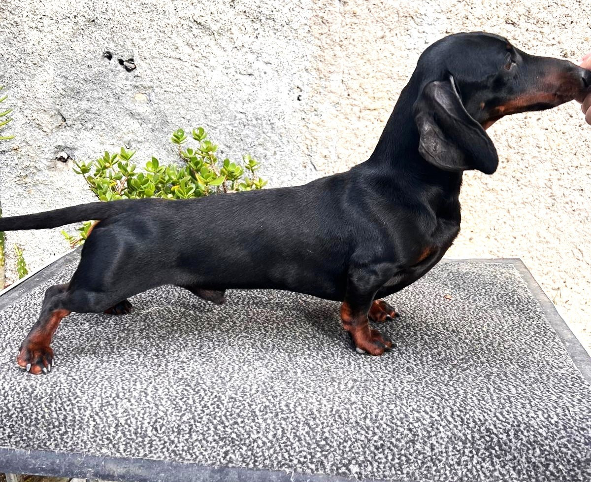 Publication : Devils Rock 