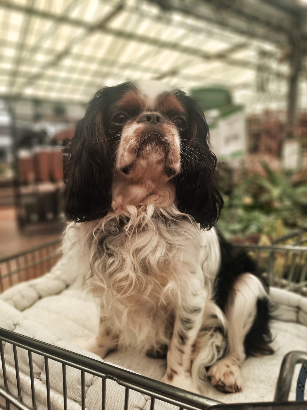 Publication : d'Akirpap 