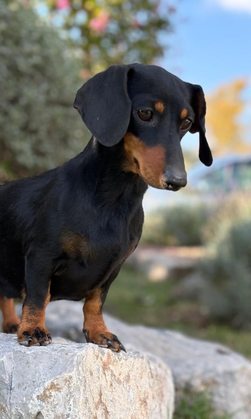 Publication : de Terre Indigo 