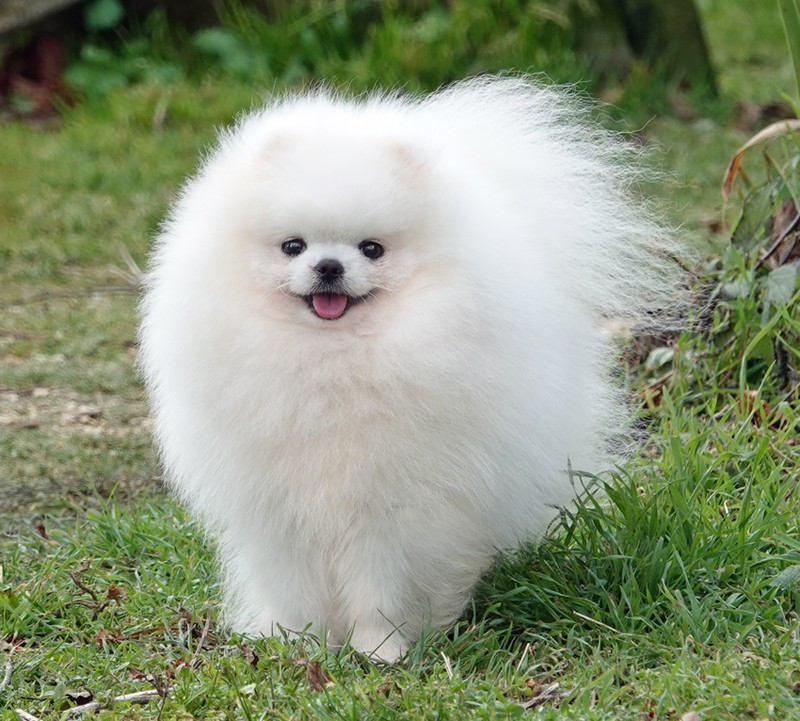 Publication : D'Arlande