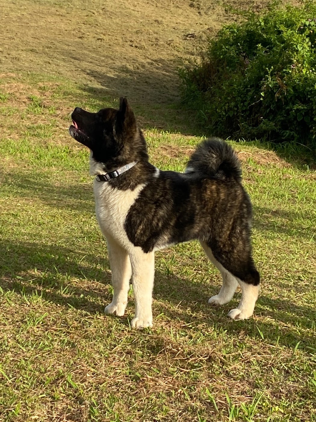 Publication : des sphinx du clair de lune Auteur : Lydie