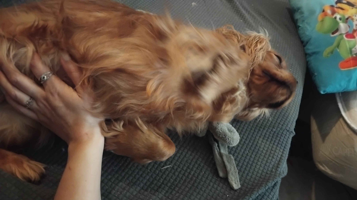 Publication : De La Forêt Des Gazelles 