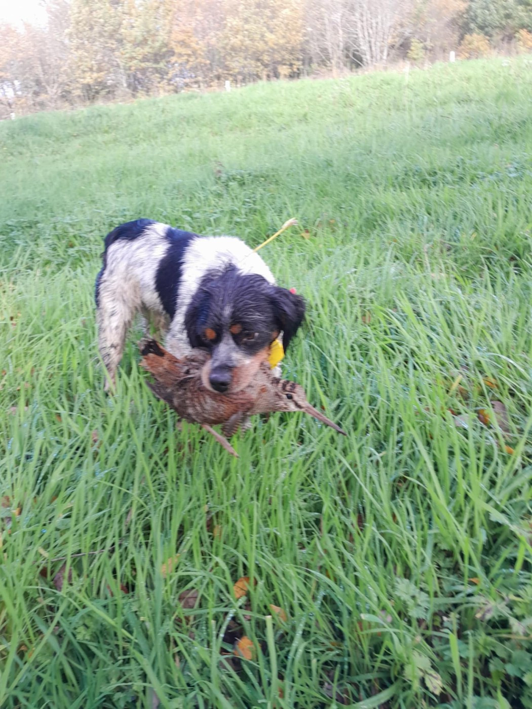 Publication : De Samy-duck Auteur : Pierre PASQUET