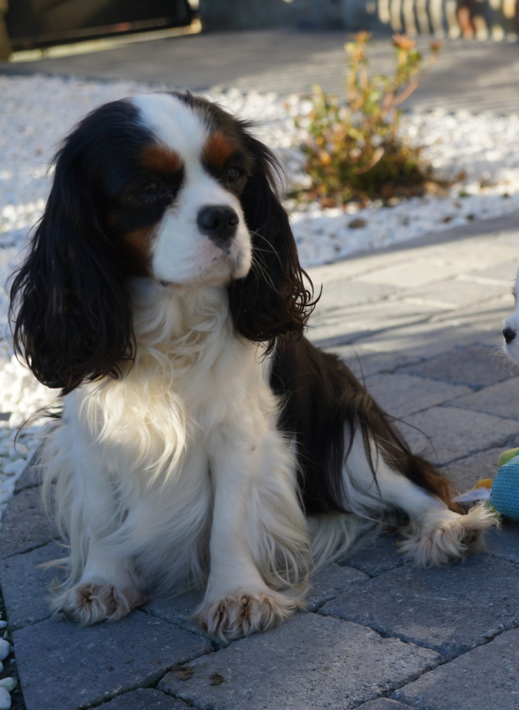 Publication : of Fantasia Collies