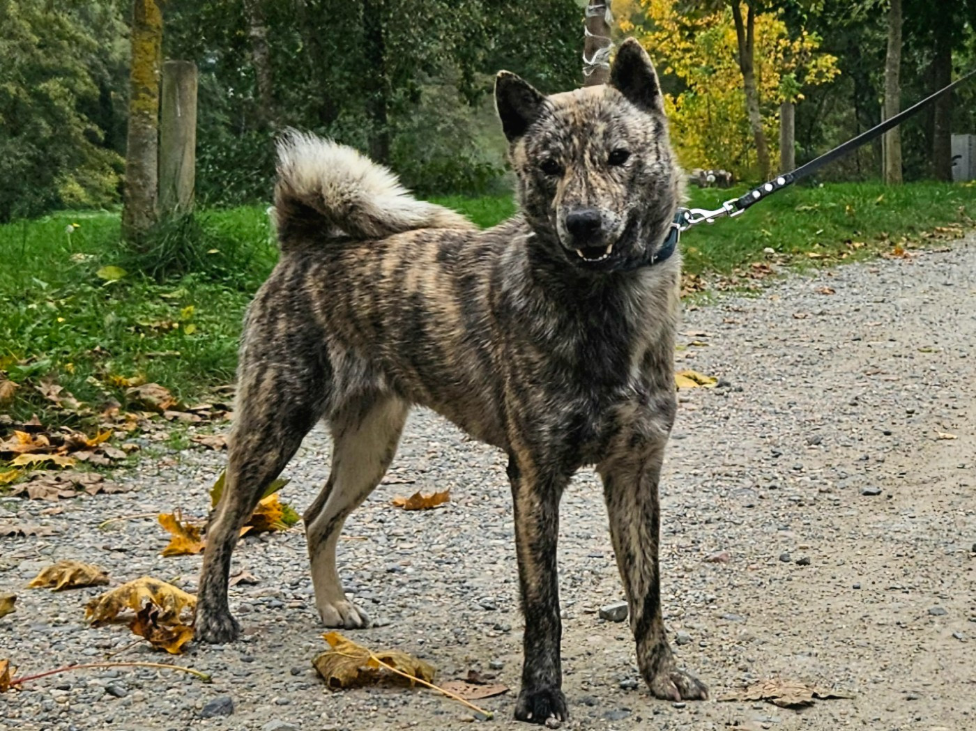 Publication : Kyuden Kitsune Auteur : Kyuden kitsune