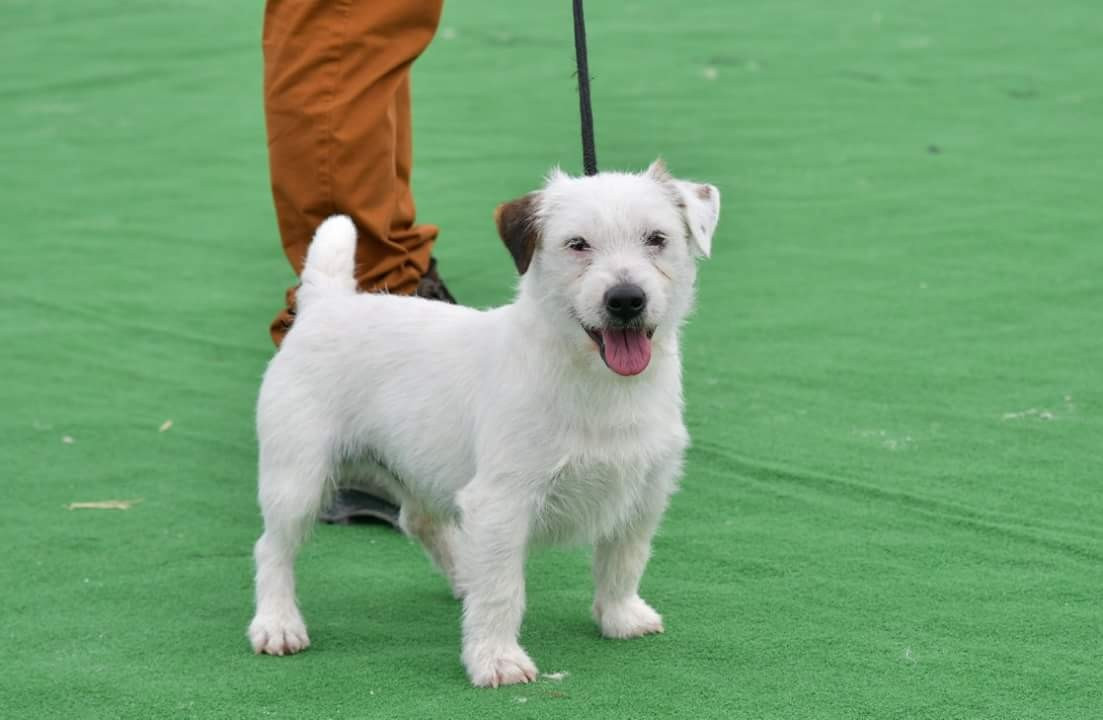 Publication : Little Chestnut 