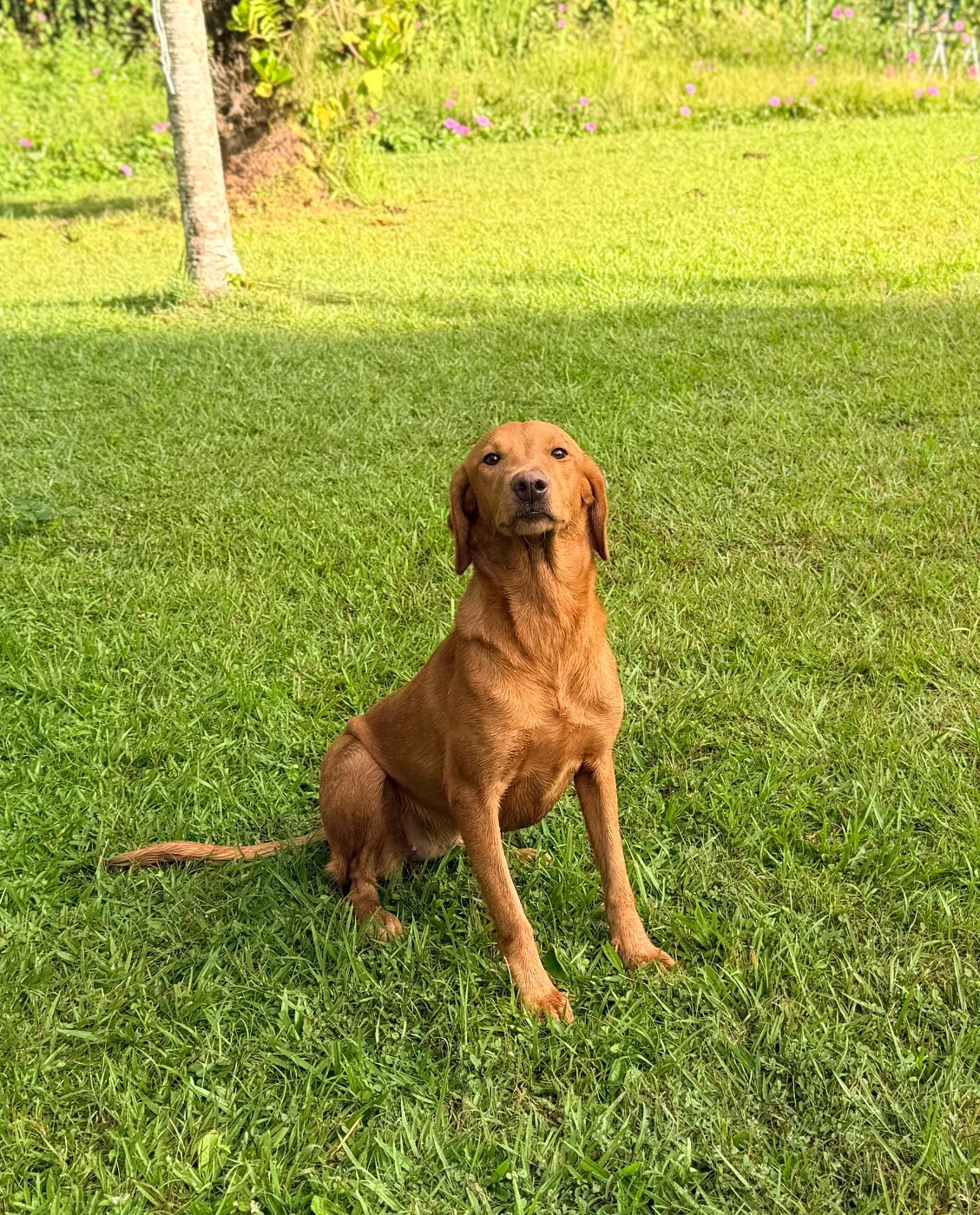 Publication : Des Bois De Barbotteau 