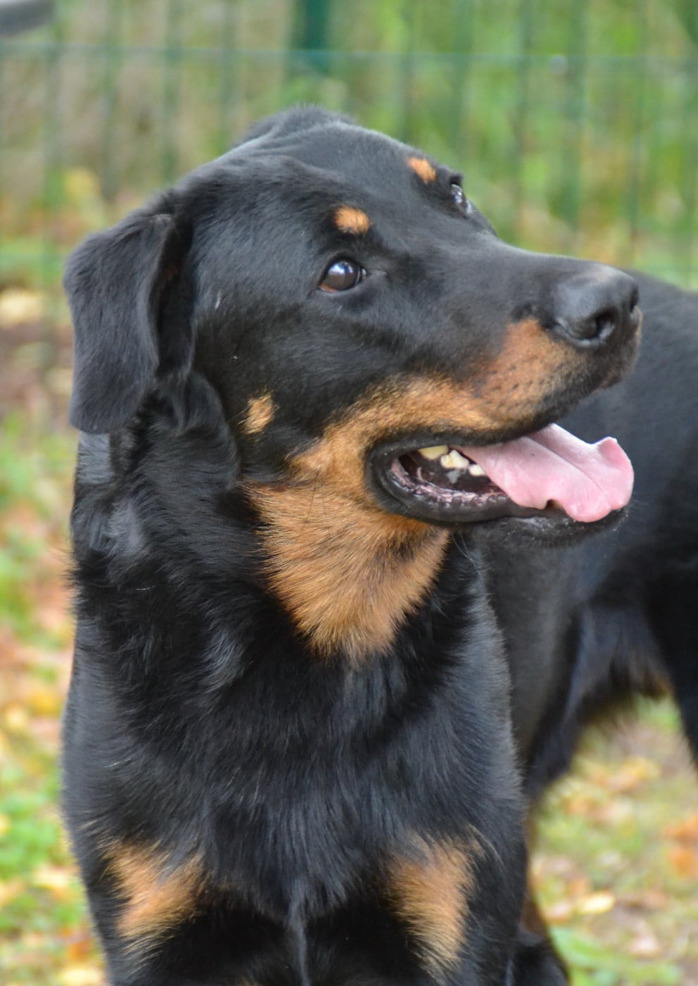 Publication : De L'Allée Des Bois Auteur : Allée des Bois