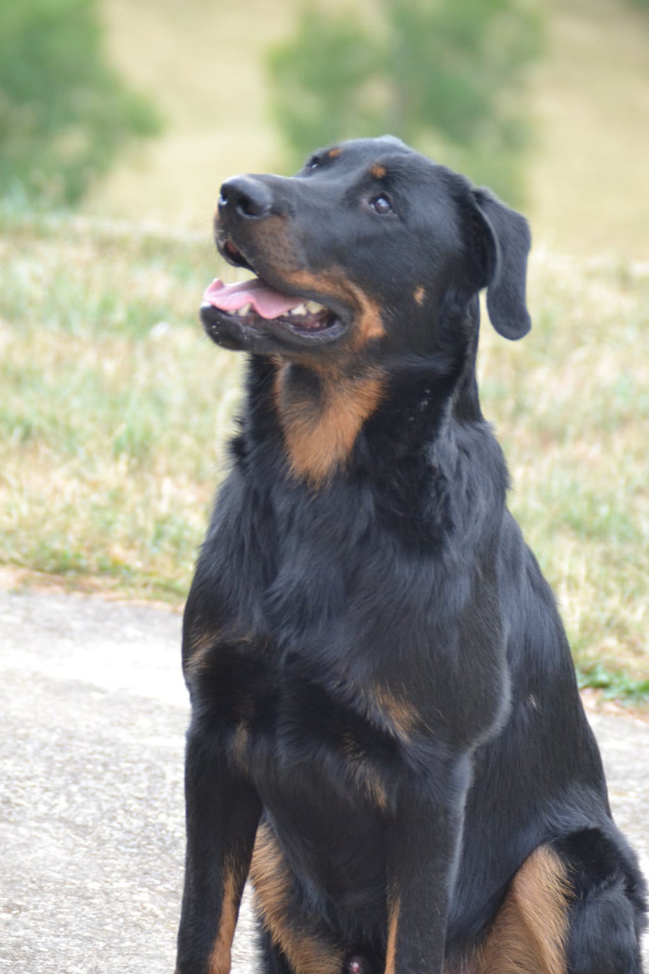 Publication : De L'Allée Des Bois Auteur : Allée des Bois