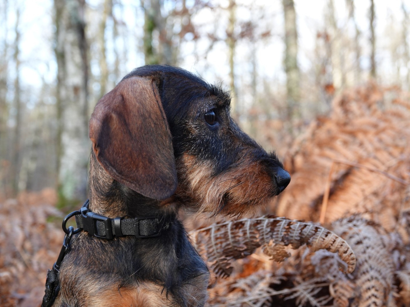 Publication : Roy d'Albion Auteur : Laetitia Royer