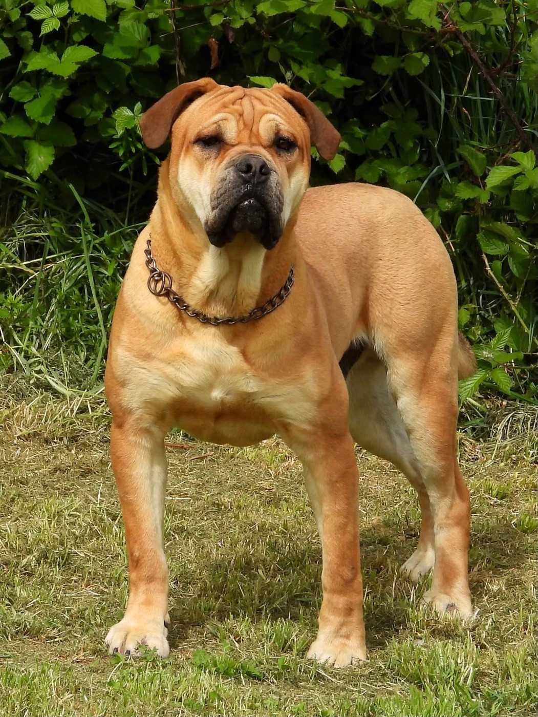 Publication : de bluedogcity Auteur : Bluedogcity