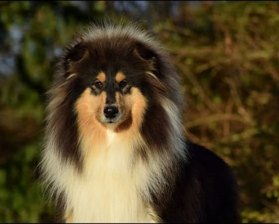 Publication : De La Lande De Montecouplet 