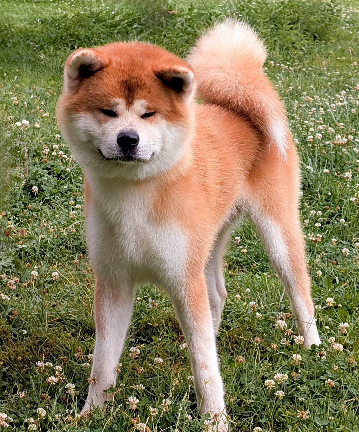 Publication : Imperial Sun