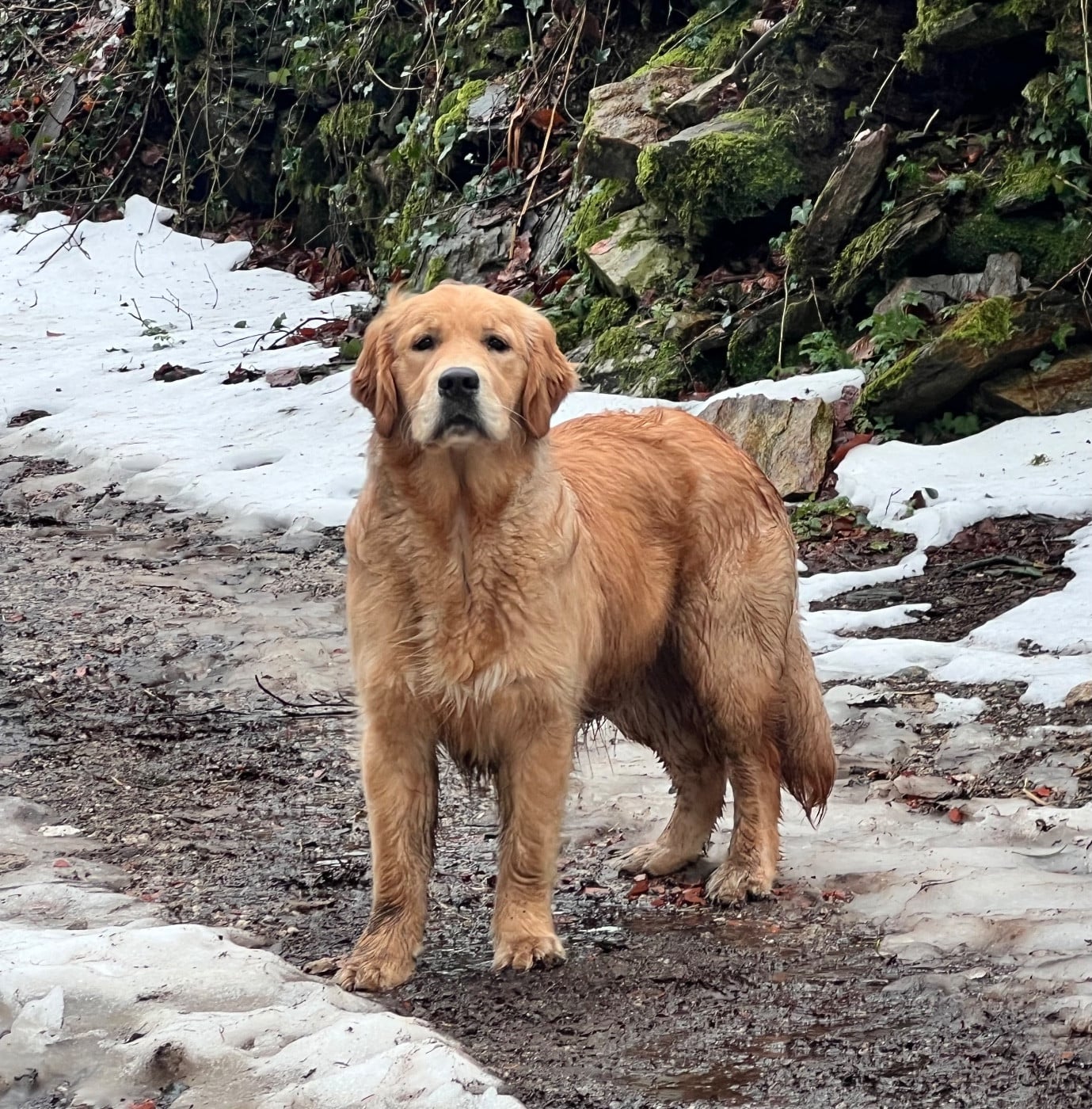 Publication : Des Terres Sacrées D'aurus 