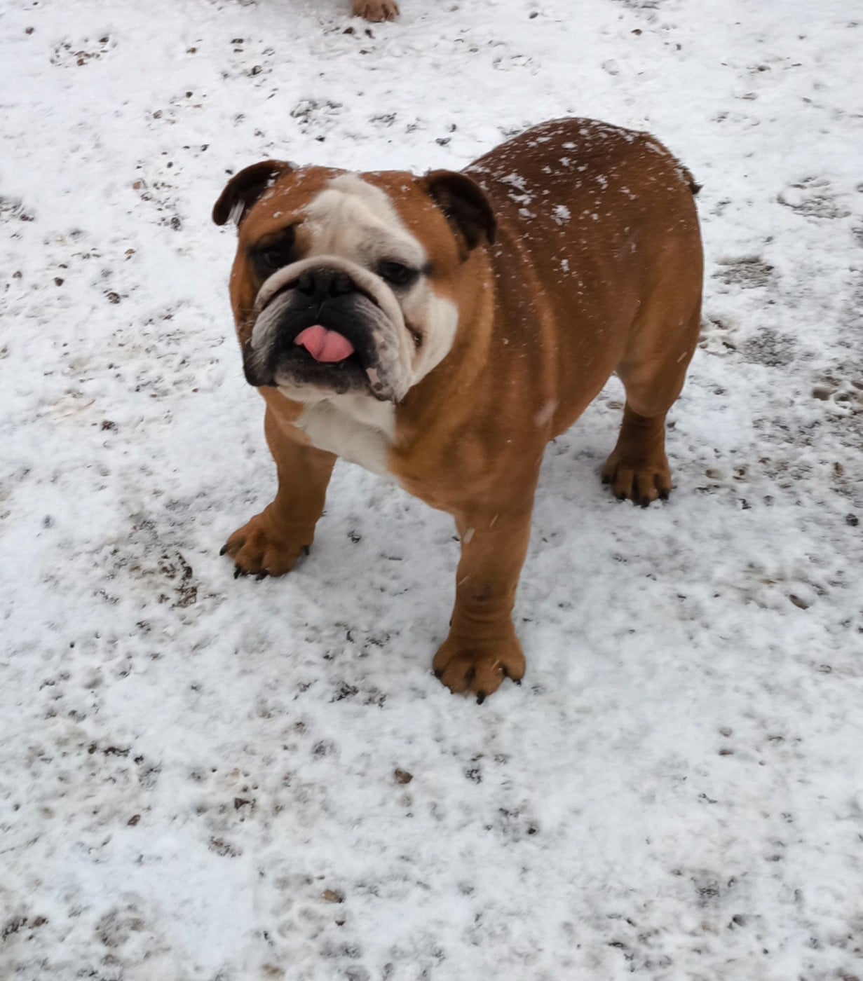 Publication : Des Bullys D'Audani Villa Auteur : LAETITIA SORATROI