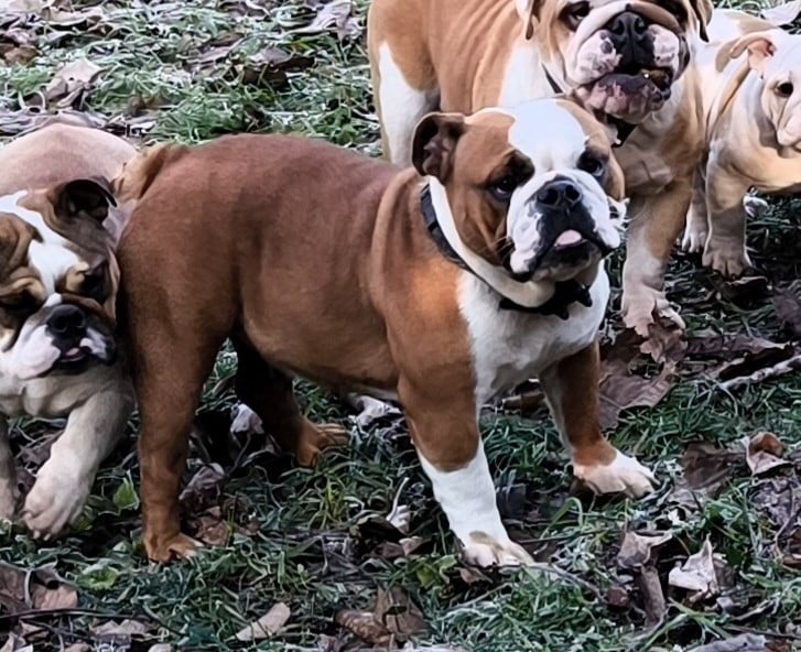 Publication : Des Bullys D'Audani Villa Auteur : LAETITIA SORATROI