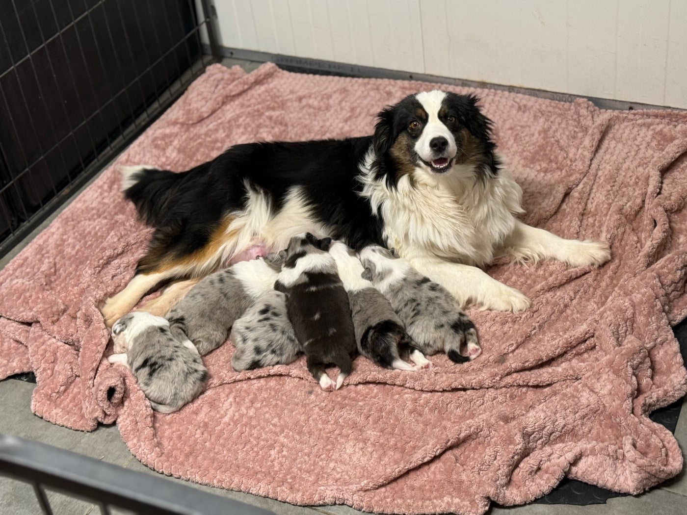 Publication : Des Terres De L'Avesnois 