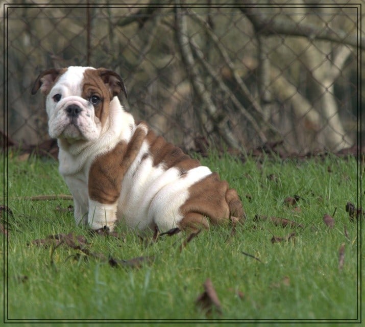 Publication : De la Cour des Molosses Auteur : liminana chloe