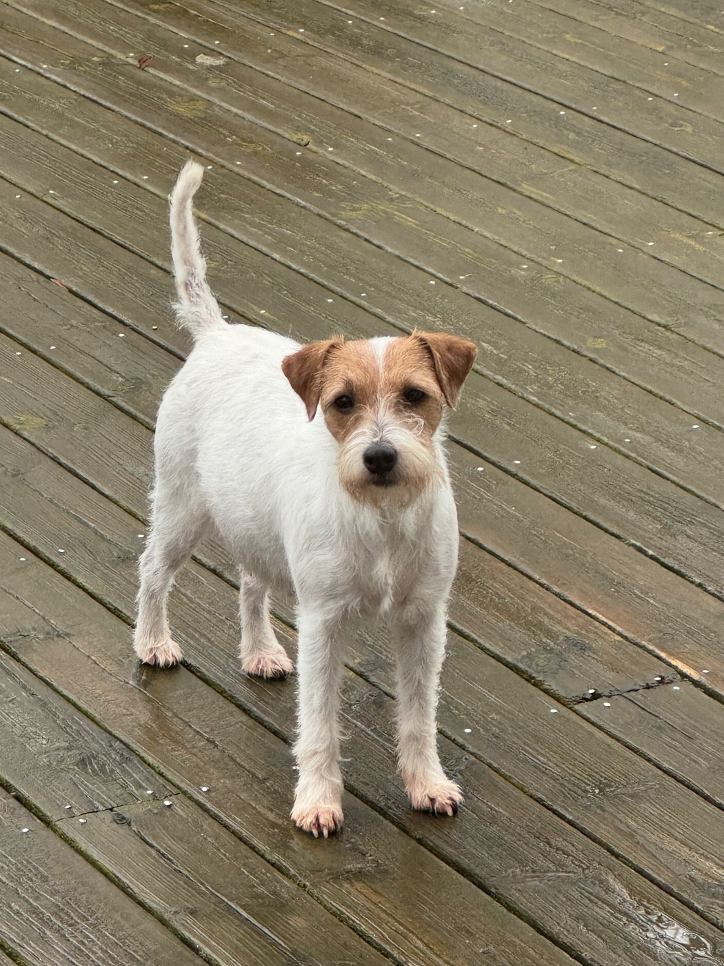 Publication : De La Grange Du Moulin Auteur : BEDET Marie Lyse