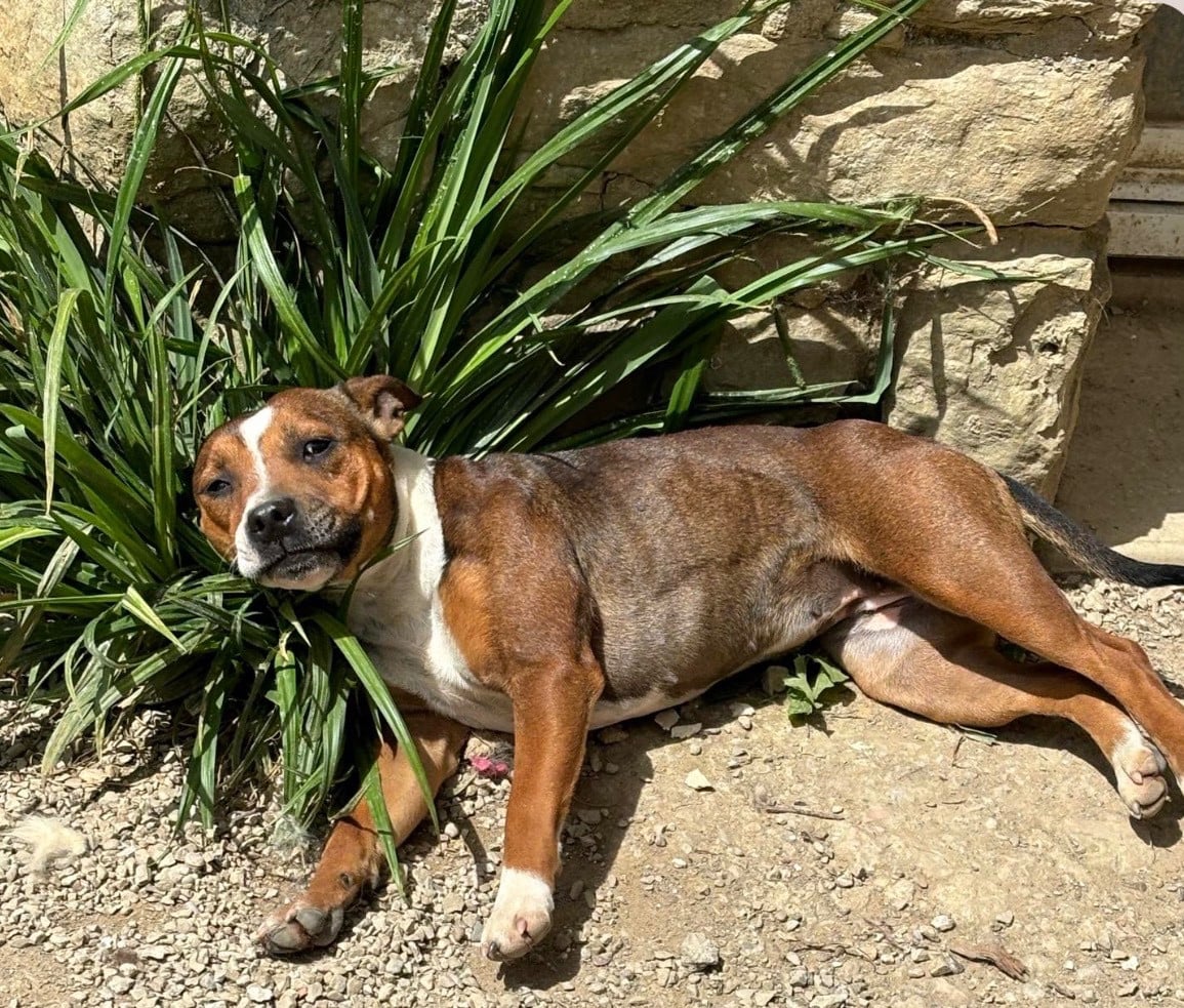 Publication : Des Empereurs De L'Océan 