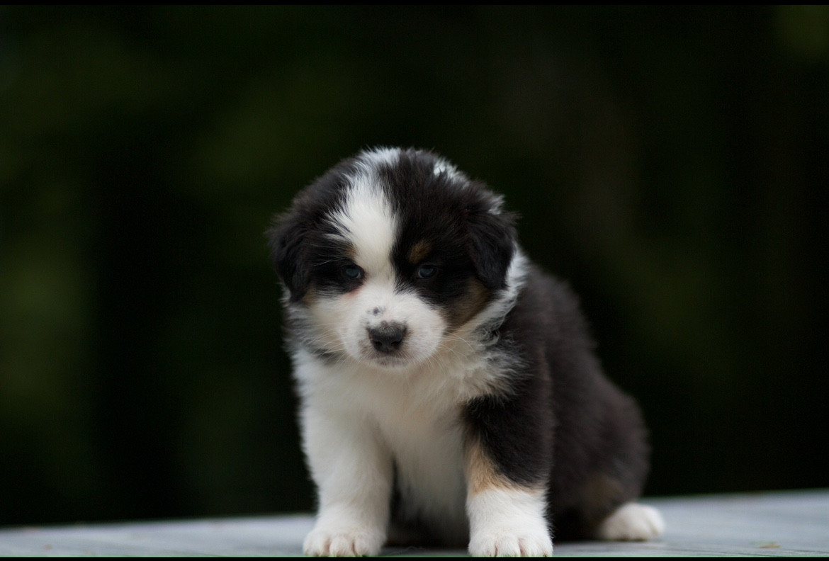 Publication : De La Vallée Des Aussies Auteur : Frédéric Éon