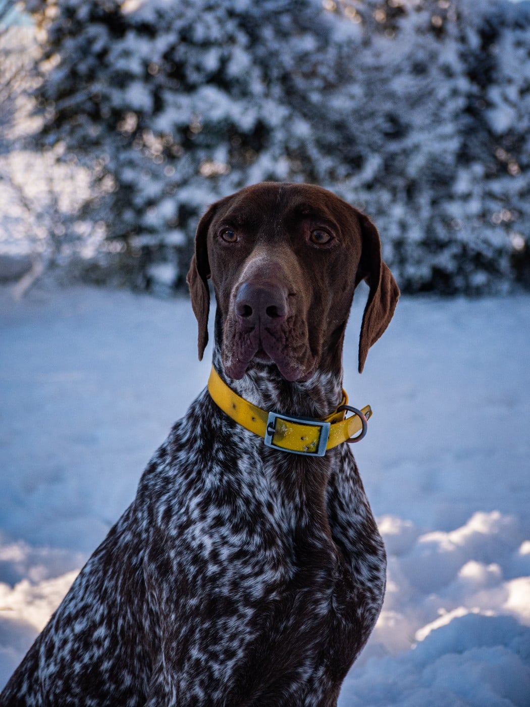 Publication : De La Vallée D'La Seudre Auteur : Bastien Harvat