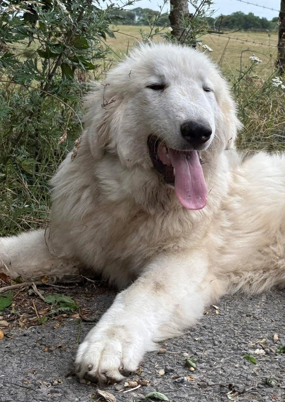 Publication : Du Massif De l'Esterel 