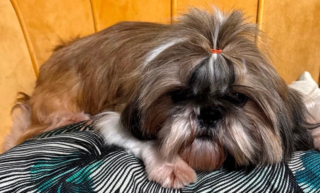 Publication : des Merveilles D'Oceane Auteur : Lydie CELLIER