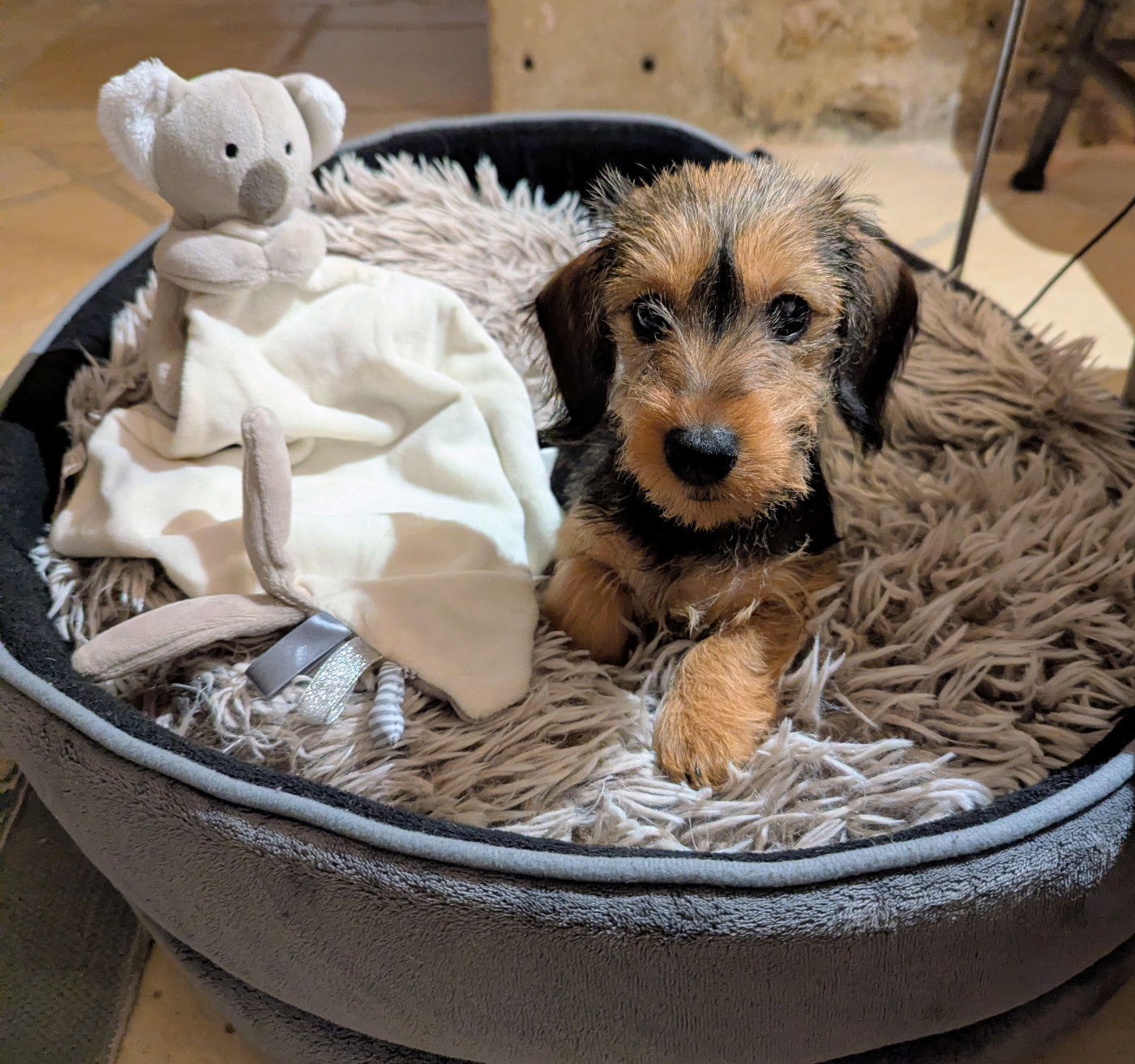 Publication : de Bellemanie 