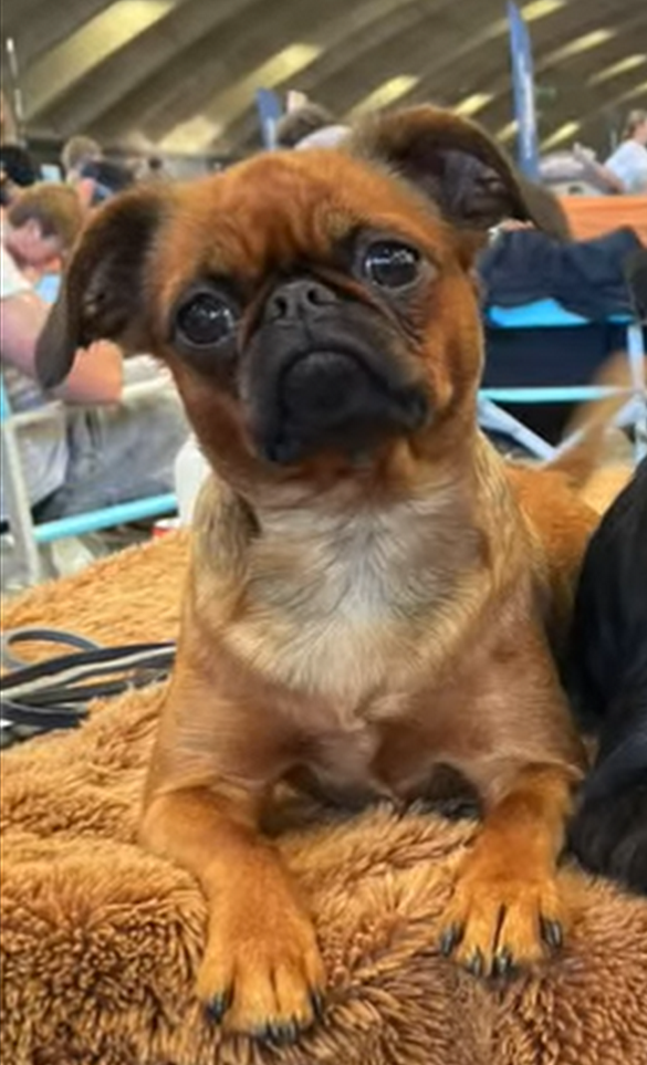 CH. Sya Des Brabs De Philie