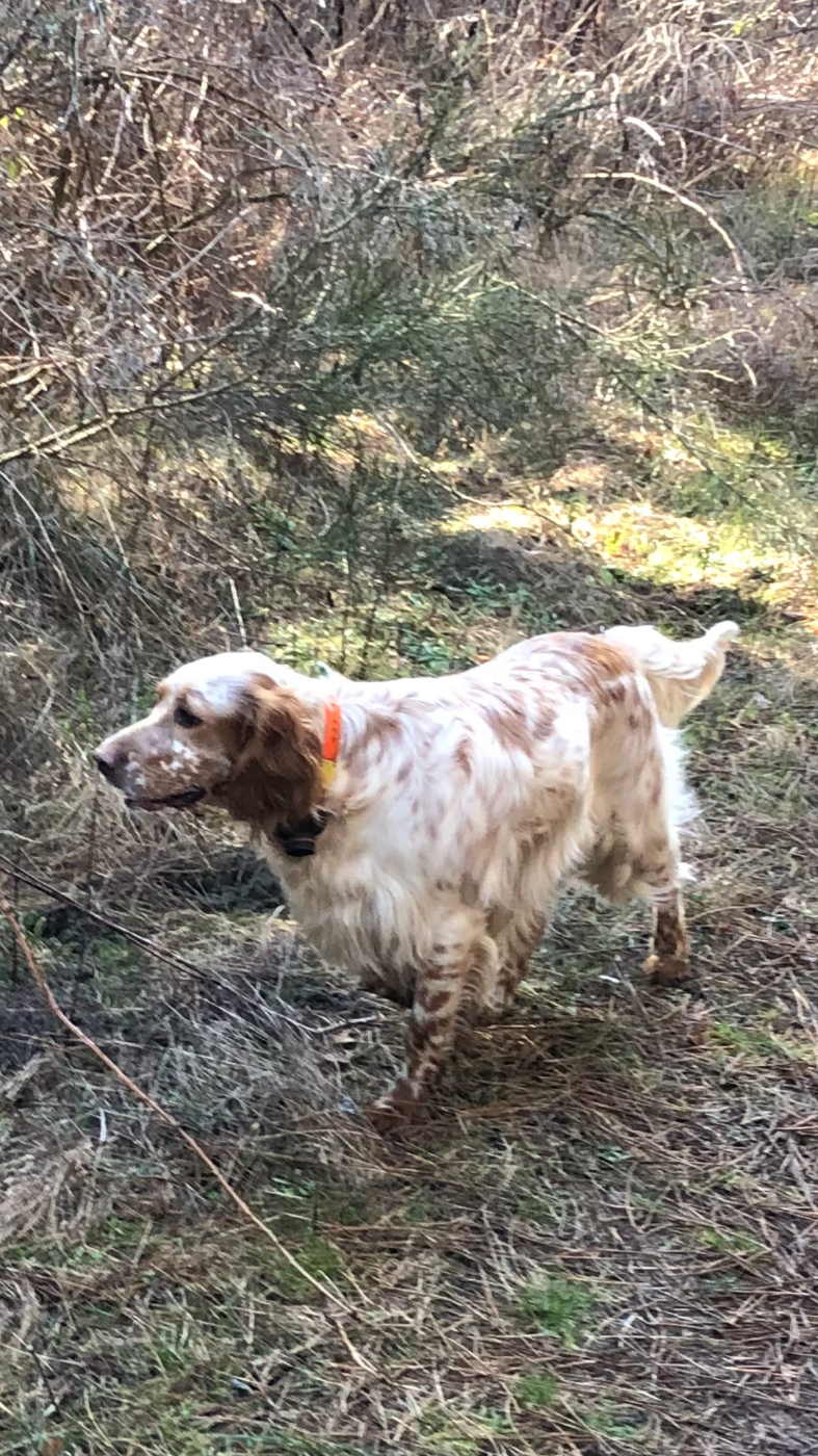 Publication : Du Fief Gascon 