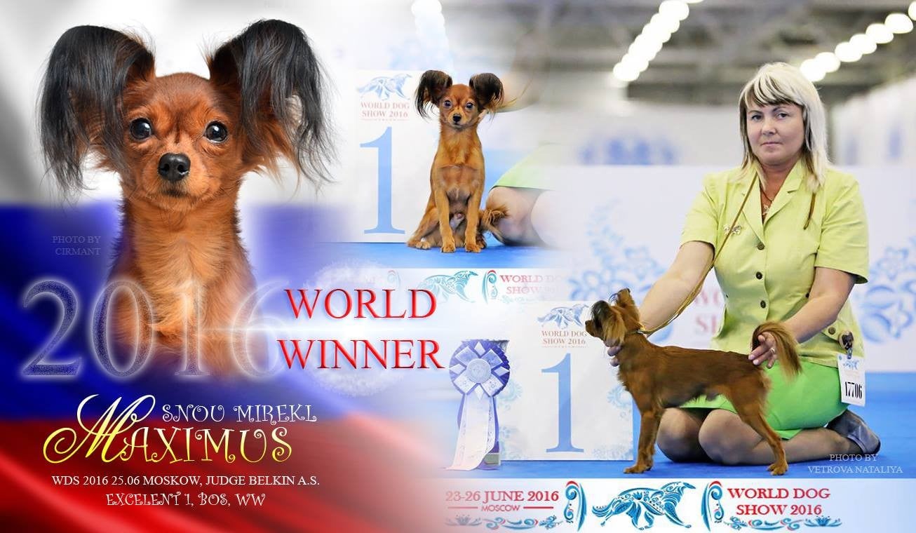 CH. snou mirekl Maximus