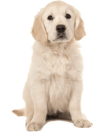 Publication : Lord's Wain 