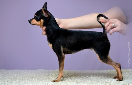 CH. grand tandem Akula pera