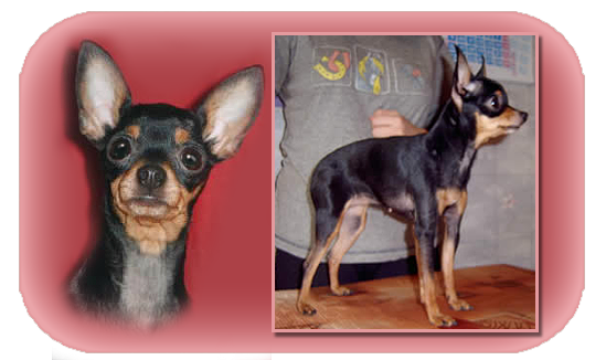 CH. snou mirekl Anita little baby