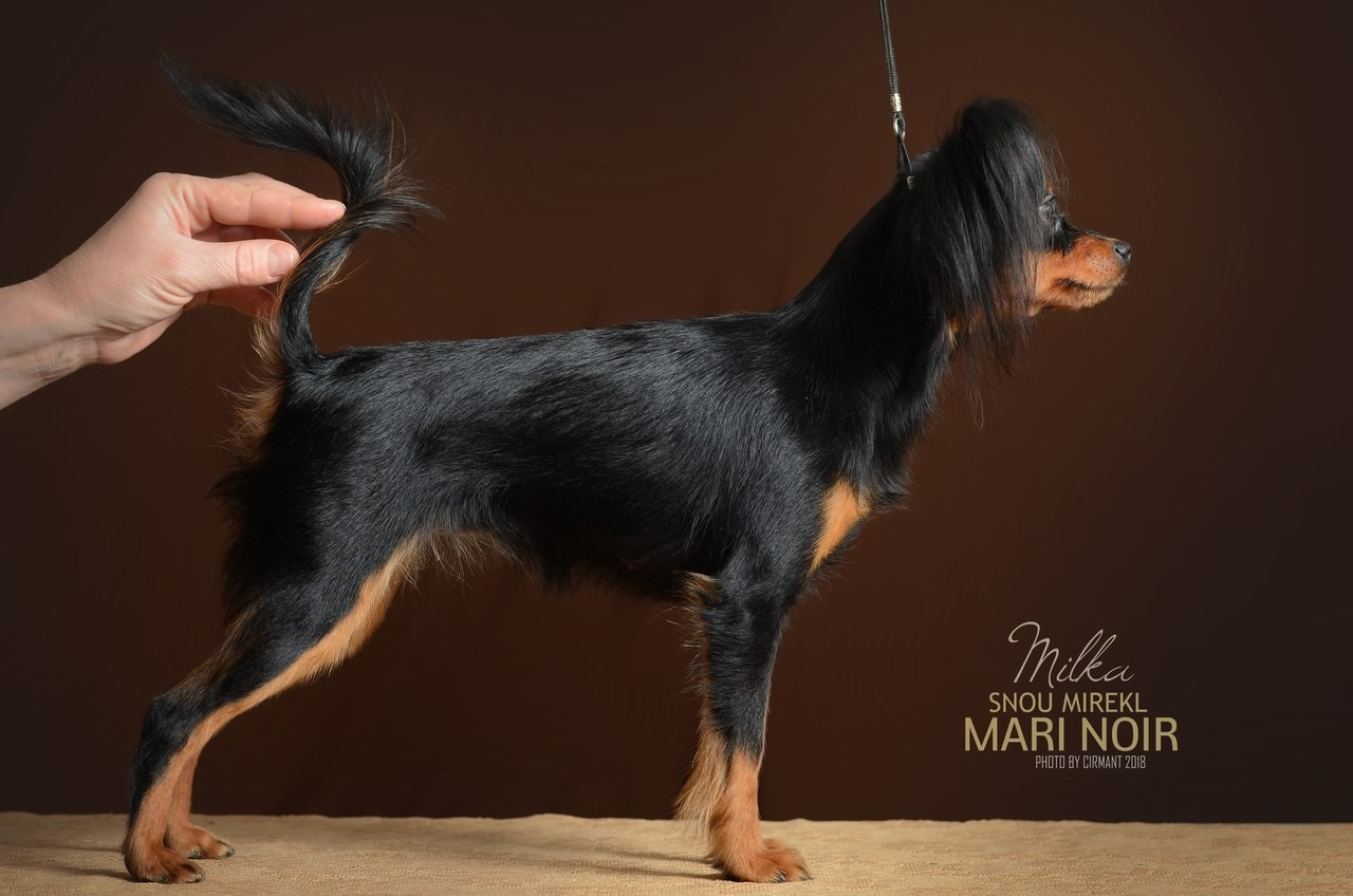 CH. snou mirekl Mary noir