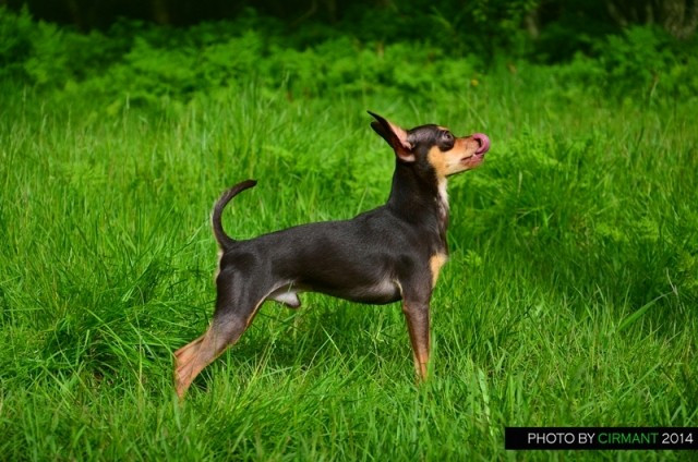 Yolker snou mirekl ot marleon dusvik