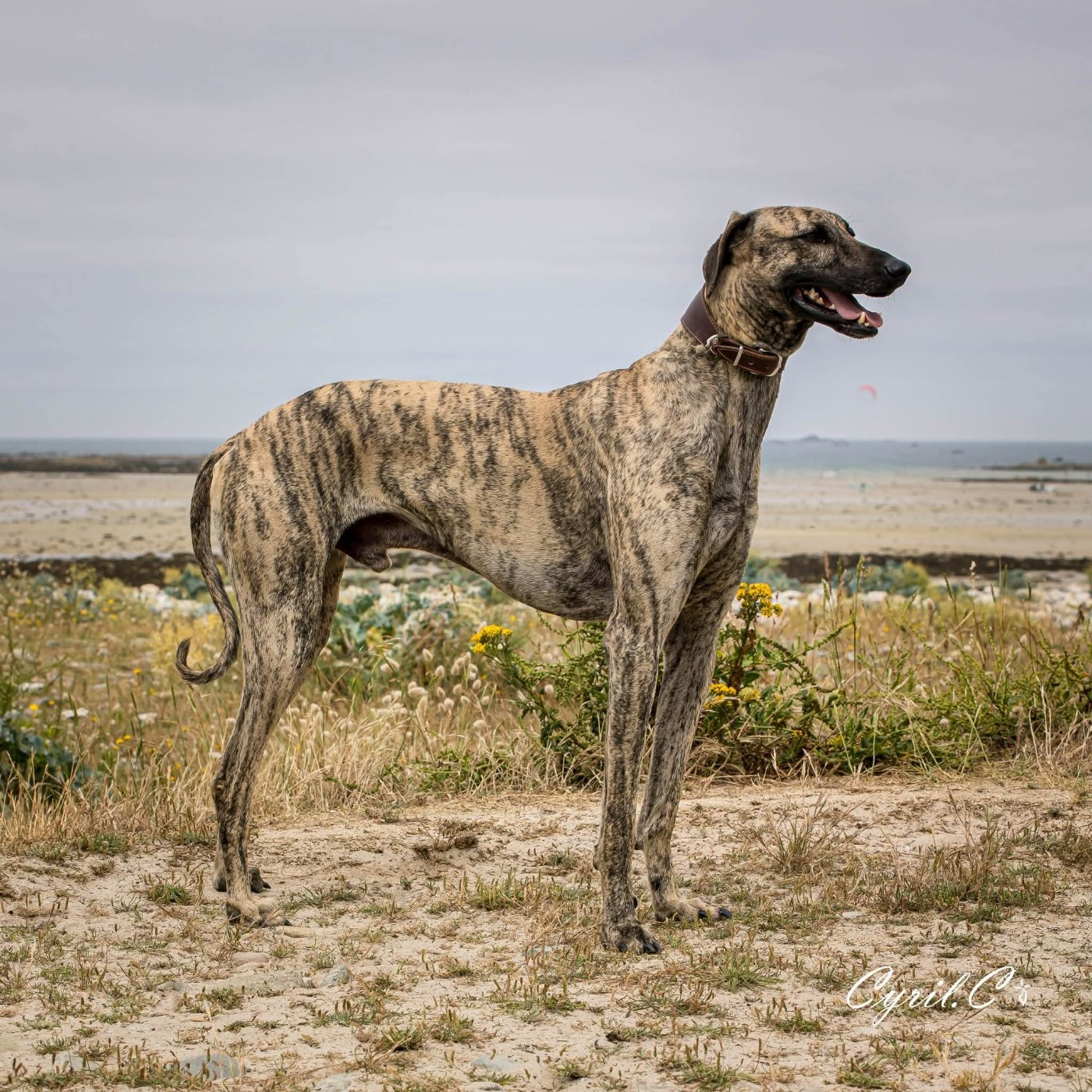 Publication : de la dehannaie Auteur : Cyril carnec