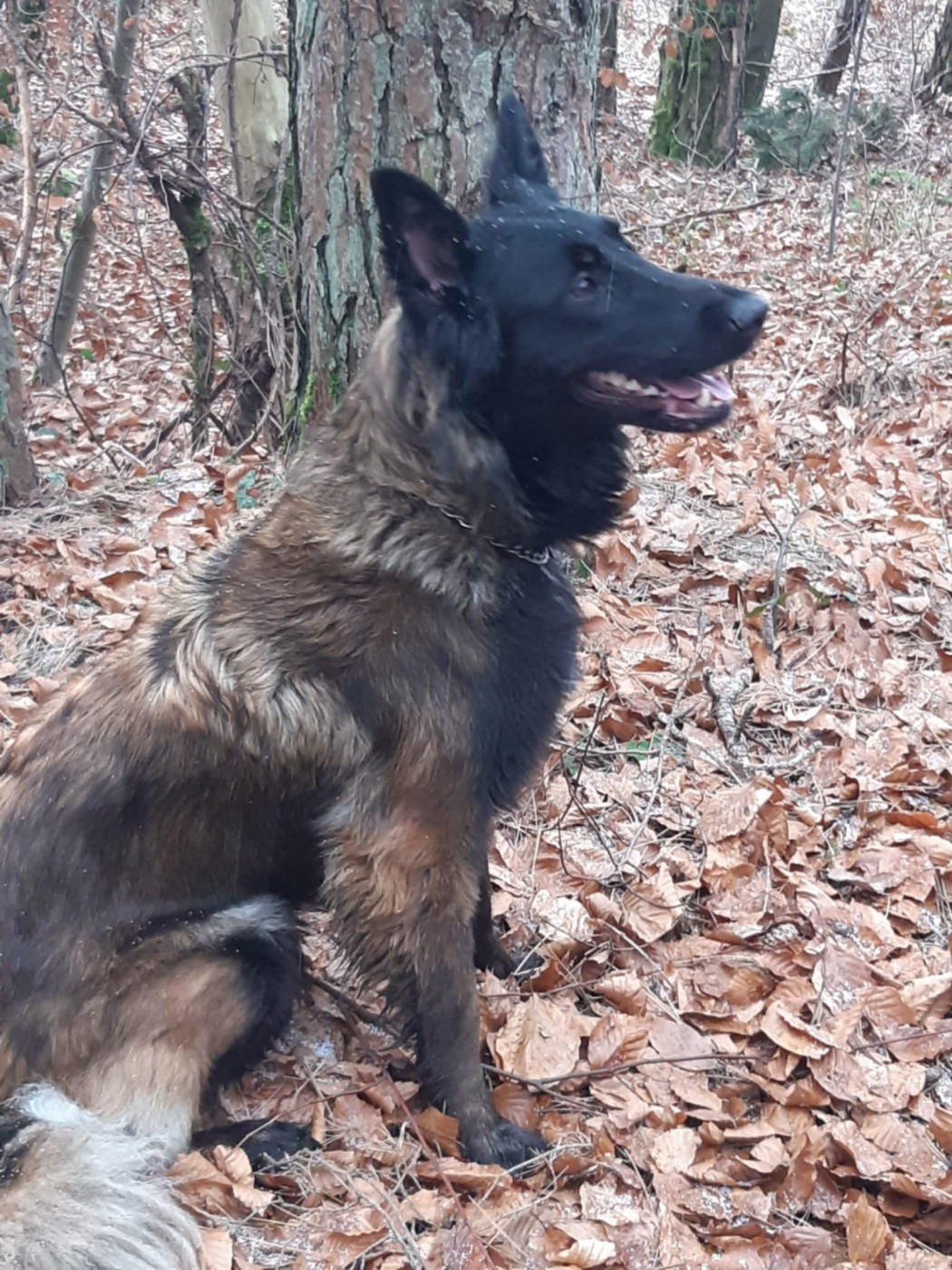 Publication : des flammes du mal 