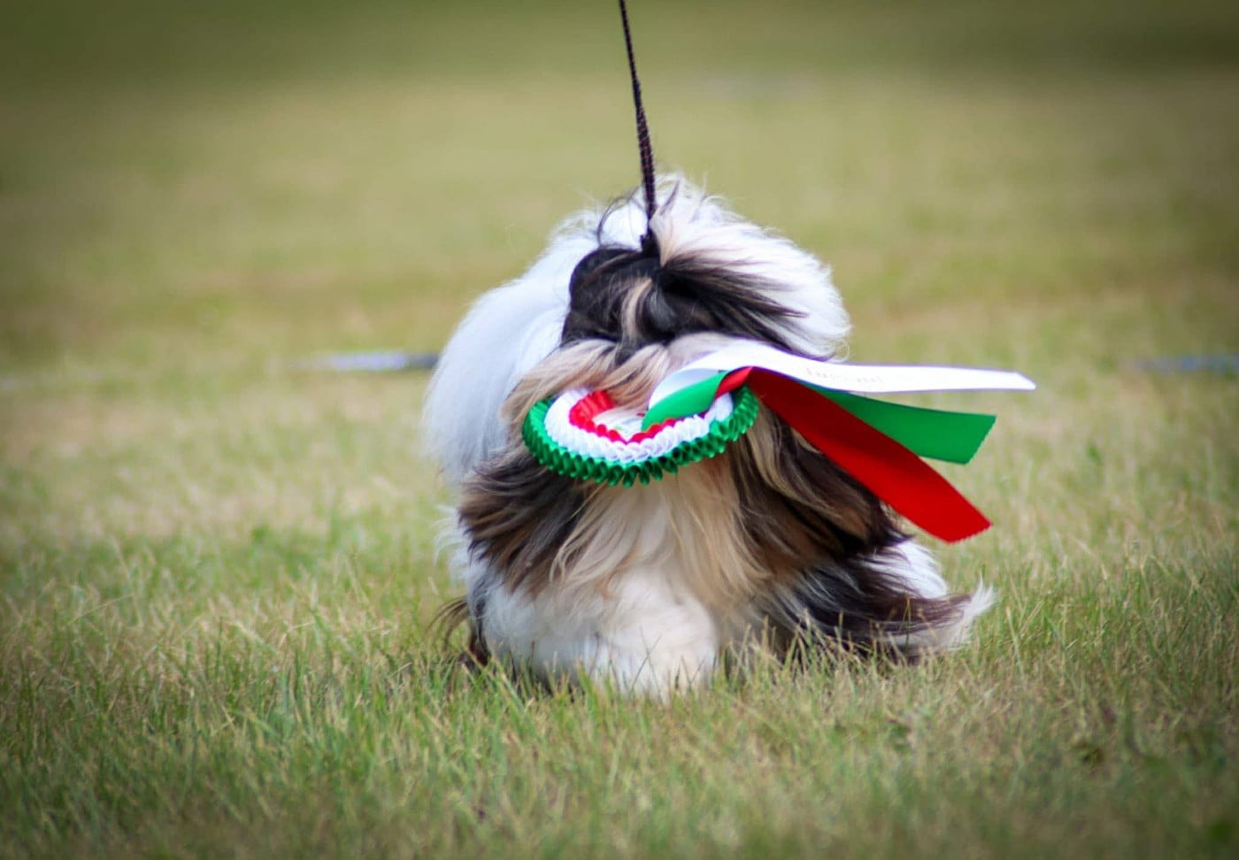 Publication : Mandarin Garden's