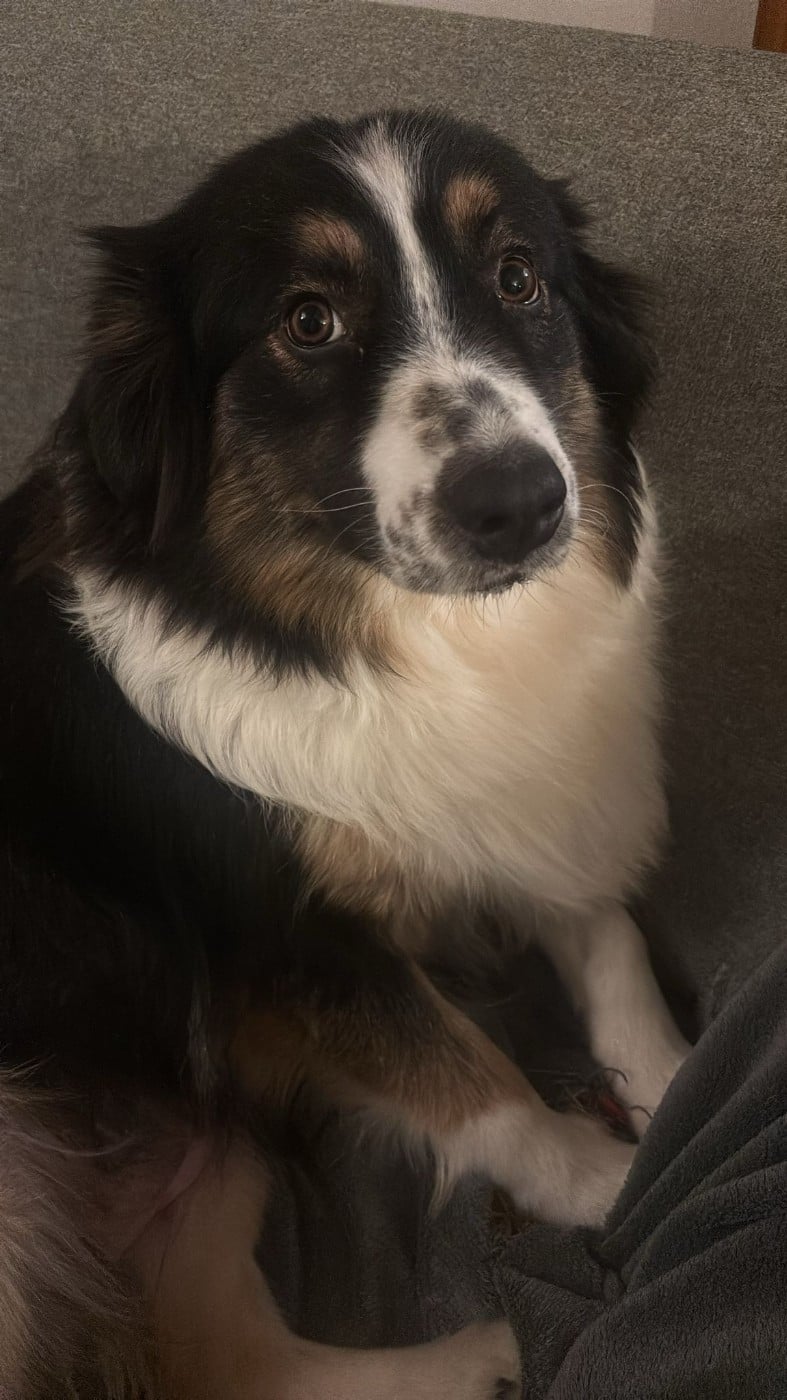 Publication : Des Rêves Du Berger 