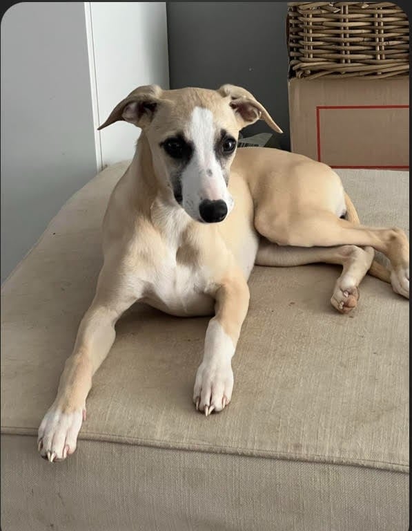 U'Ran dite UNA Des Fées De L'Or Blanc