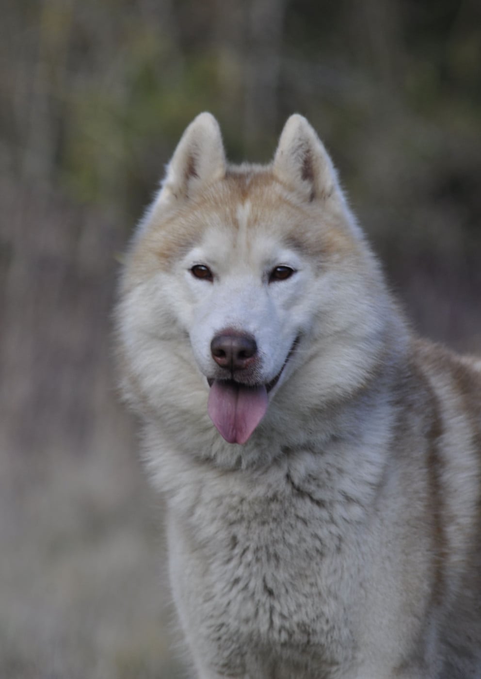 Publication : Angel Inside's 