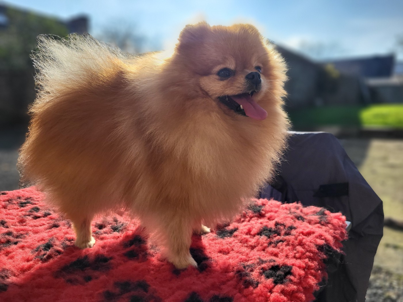 Publication : Du Mont Margantin Auteur : Sa maîtresse