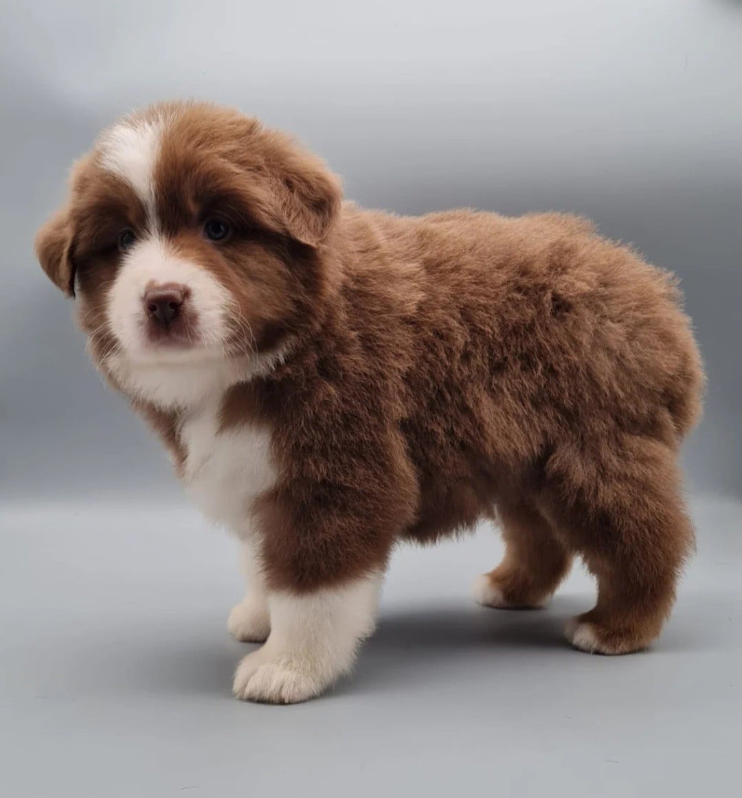 Publication : des Terres de Groie 