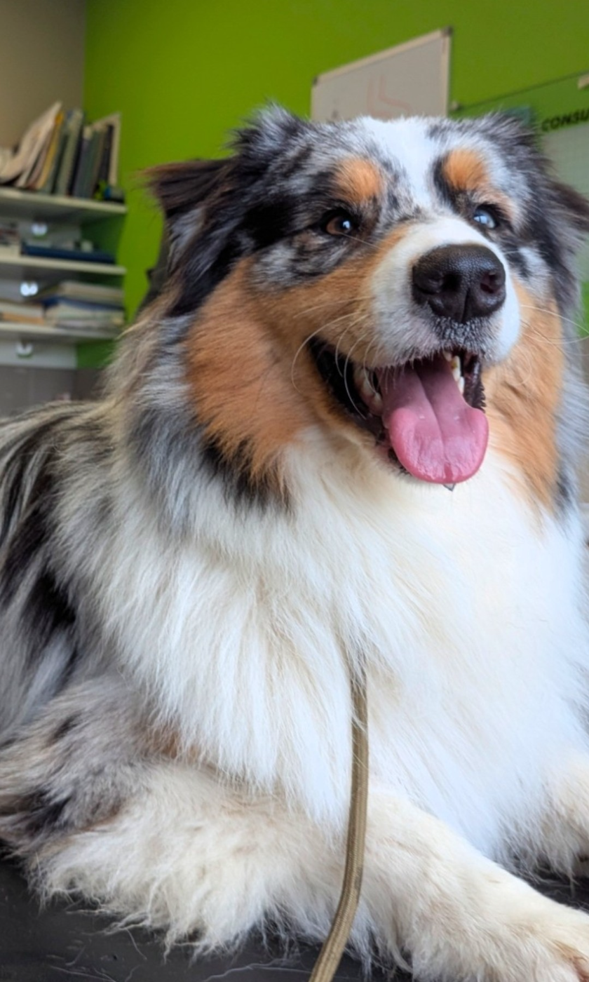 Publication : by activ dog normandy 