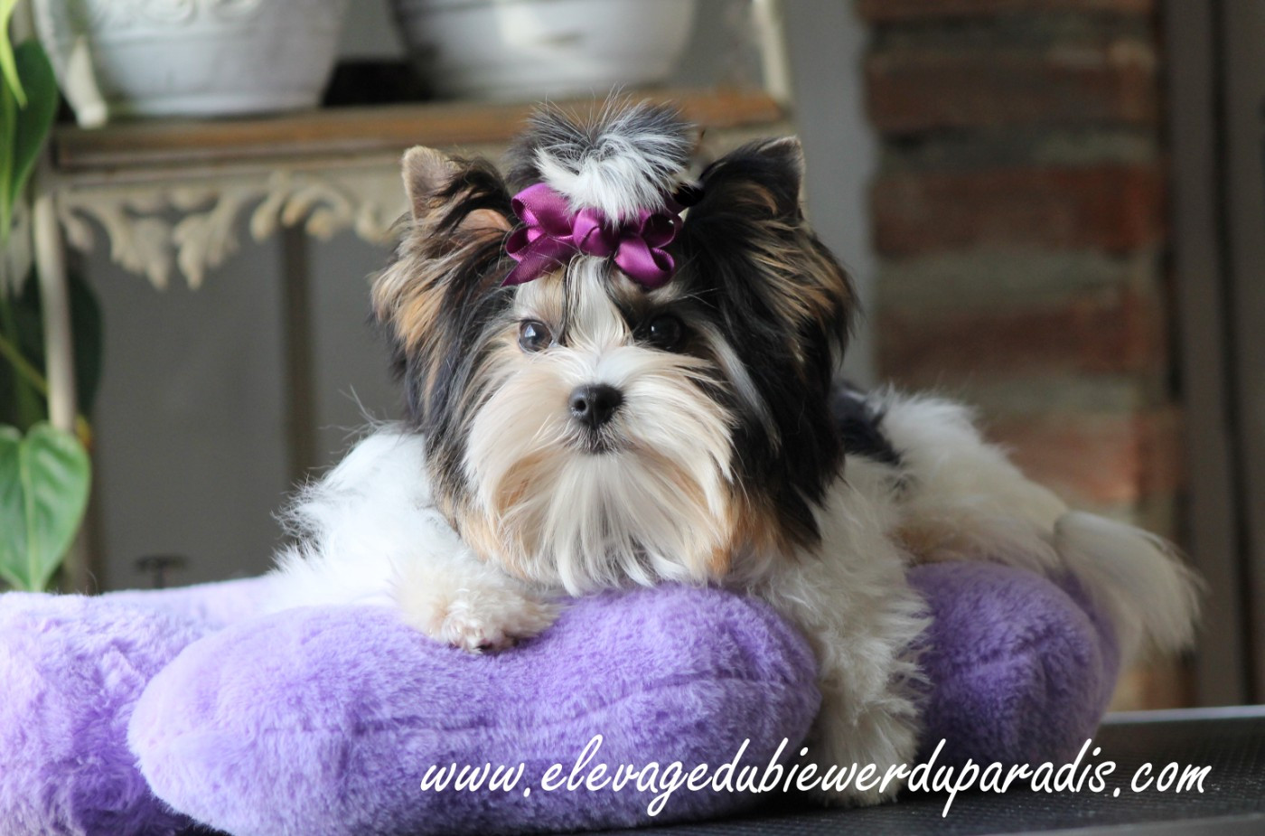 Publication : Du Paradis De Nouchka Auteur : CAROLINE VERNILE