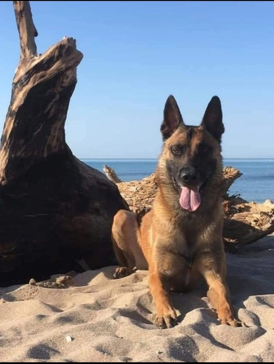 Publication : vom Schloss Rickens 