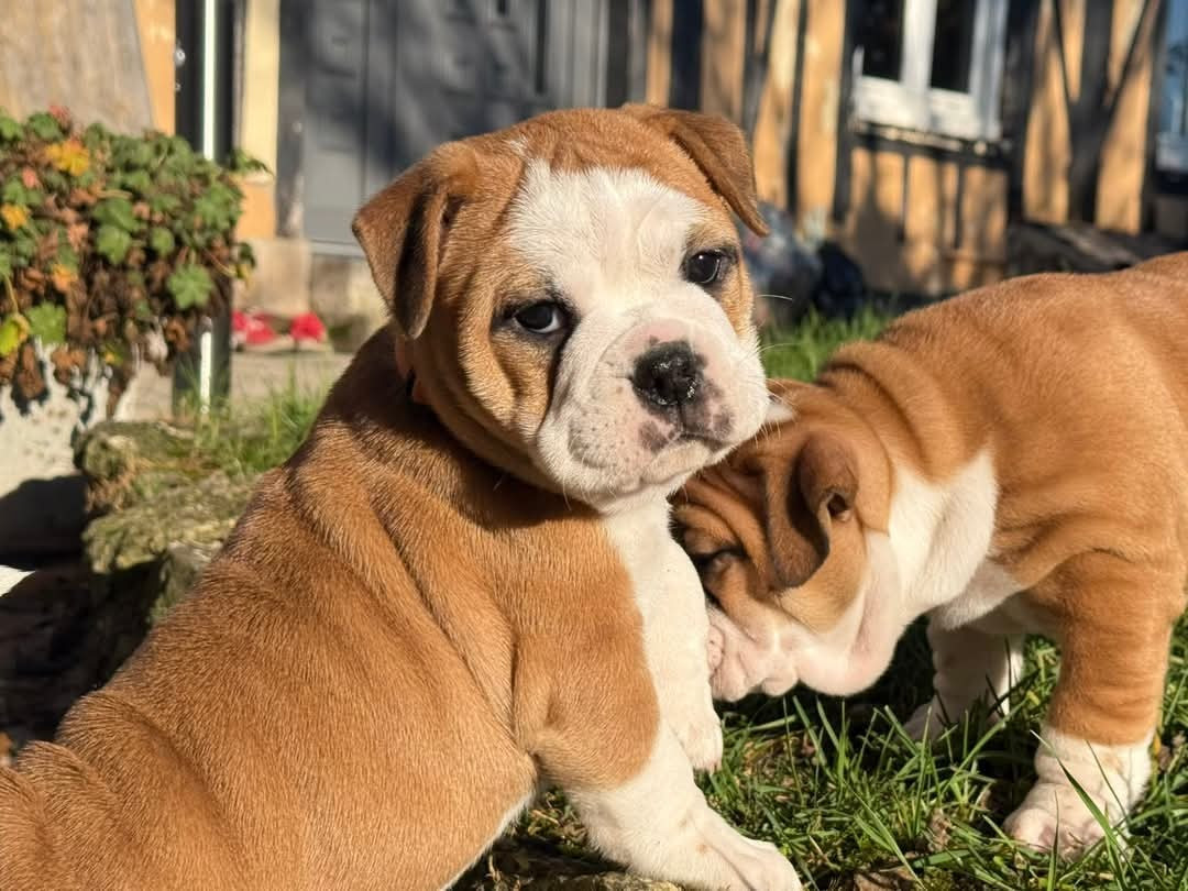 Publication : Mini Gorilla 