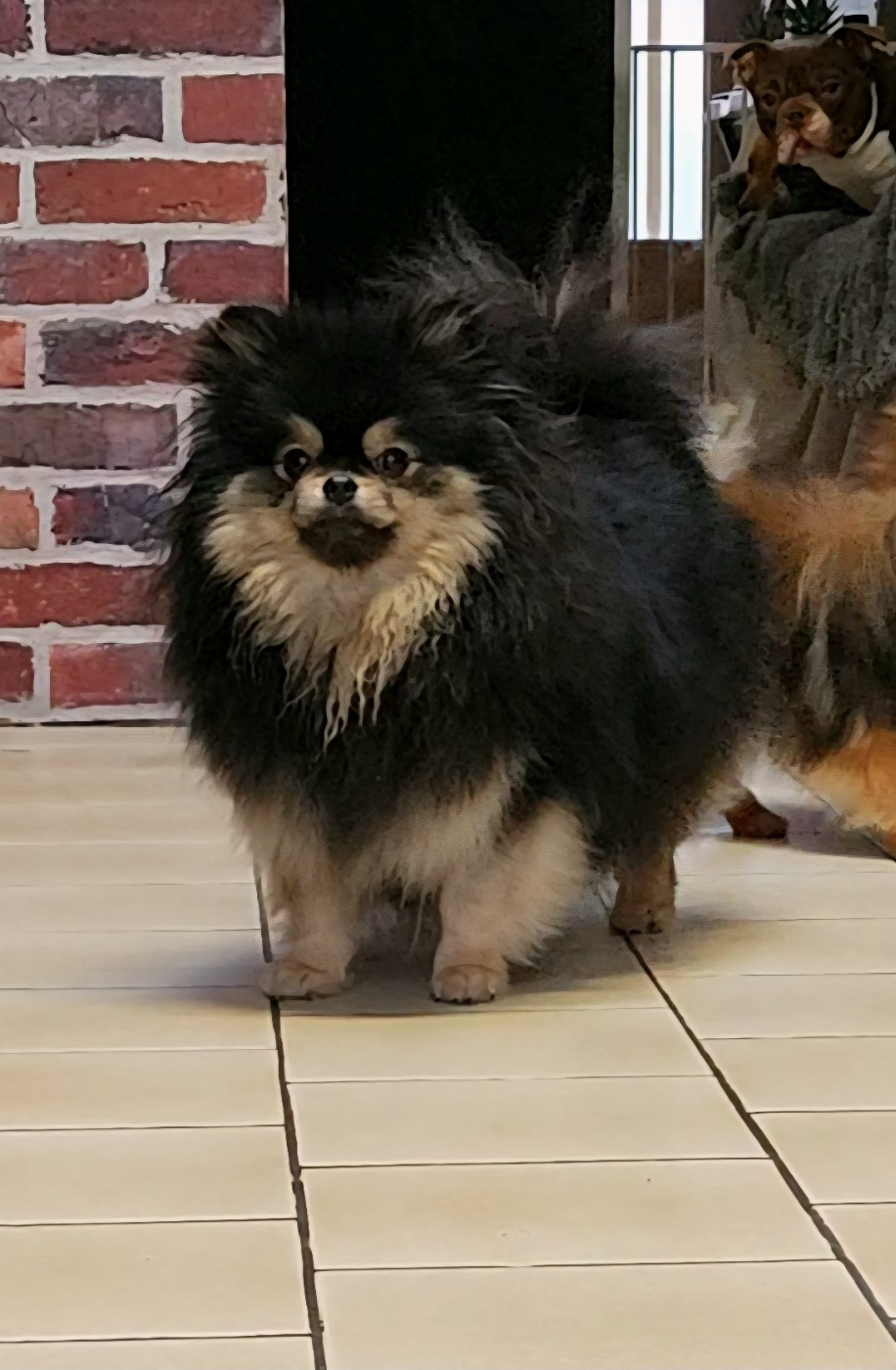 Publication : La Famille Des Molosses Auteur : Kuzia